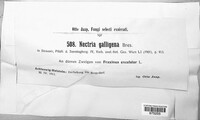 Neonectria ditissima image